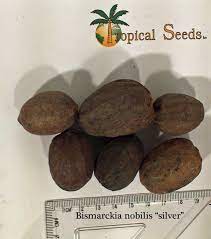 3.0 out of 5 stars. Bismarckia Nobilis Silver Seeds