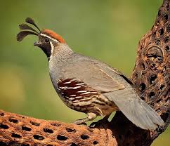 Birds That Start With Bu A Male Gambel S Quail Stands As Lookout While Other Members Of The Group Feed On The Ground Below Quail Find Safety In Numbers Th Quail Birds Sounds Of Birds