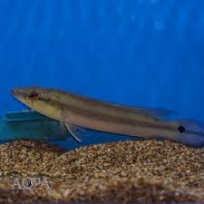 Image result for Eriocaulon afzelianum