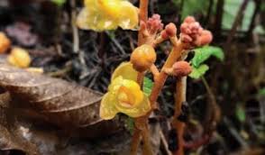 Image result for Gastrodia ballii