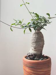 Image result for Aeollanthus subacaulis