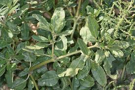 Image result for Zaleya