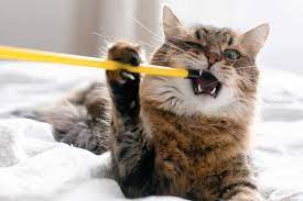 Pica In Cats Why Your Cat Eats Plastic And What You Can Do About It Daily Paws