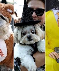 Man Teaching Pitt Bull to Drive Arrested After High Speed Chase