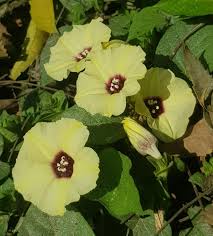 Image result for Hewittia malabarica