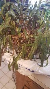 Read on to learn more about growing and caring for the silver squill plant. Ledebouria Socialis Advice Please