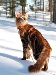 Oriental Longhair Chocolate Classic Tabby Daisy Fi Crimsonette S Lazy Spinner C Tiina Makkonen Tabby Cat Cats Cute Cats And Kittens