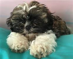 Check spelling or type a new query. Shih Tzu Informaton Center Puppy Care