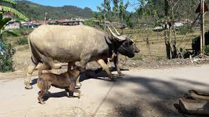 All dog license tags are $10. Big Tree Hmong Homestay Picture Of Big Tree Hmong Homestay Sapa Tripadvisor