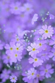 Most Beautiful Flowers In The World Beautiful Flowers Flowers Nature Flowers Photography