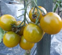 Cherokee Green Grape Tomato Green Grapes Grape Tomatoes Growing Grapes