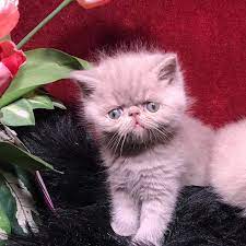 Breeders Of Quality Exotic Shorthair Kittens And Ctas Your Own Grumpy Kitty Breeders