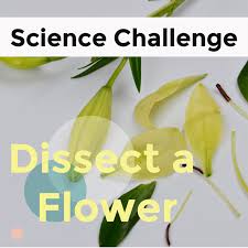 We did not find results for: Plant Science Dissect A Flower And More Plant Experiments