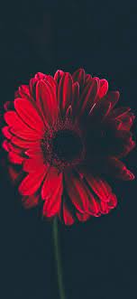 Choose from a curated selection of flower wallpapers for your mobile and desktop screens. Red Flower Iphone Wallpapers Top Free Red Flower Iphone Backgrounds Wallpaperaccess