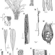 Image result for Dielsiothamnus divaricatus