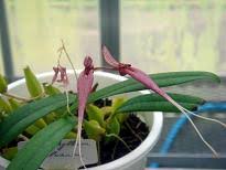 Image result for Bulbophyllum fuscum