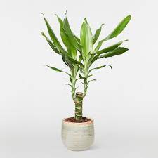 Sow seeds about 1 inch deep and 4 to 6 inches apart in each row. Corn Plant Plants Patch