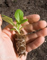 Buy plug plant trays and get the best deals at the lowest prices on ebay! Grow Your Own Plug Plants