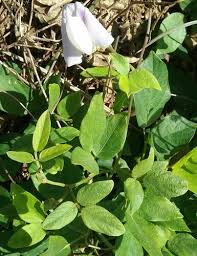 Image result for Centrosema pubescens