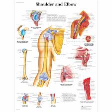 The shoulder joint is the connection between the chest and the upper extremity. Anatomical Charts And Posters Anatomy Charts Arm And Leg Charts Shoulder And Elbow Laminated Chart
