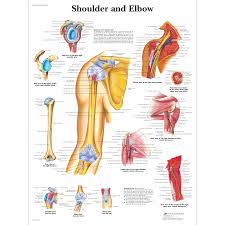 This acts as the bony framework by which the muscles of the chest, upper back and shoulder connect the upper limb to the trunk of the body and control it's movements.the clavicle connects to the sternum via the sternoclavicular joint and to the scapula by. Anatomical Charts And Posters Anatomy Charts Arm And Leg Charts Shoulder And Elbow Laminated Chart