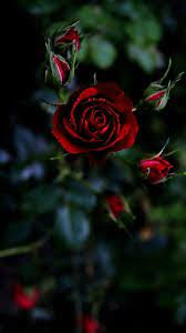 Pin By Tessa Ignacio On Flores E Rosas Rose Flower Wallpaper Rose Wallpaper Red Roses Wallpaper