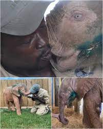 Albino elephant calf rescued from poacher's snare