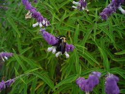 Check spelling or type a new query. Salvia Leucantha Mexican Bush Sage Velvet Sage North Carolina Extension Gardener Plant Toolbox