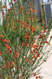 Pin On Plants And Shrubs