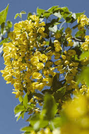 Questi alberi lasciano cadere ben poco, ma durante la tarda estate rilasciano i frutti marroni. Immagini Stock Ramo Di Albero Pioggia Dorata Con Fiori Gialli Su Sfondo Blu Nota Profondita Di Campo Profondo Image 86545245