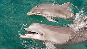 Maybe you would like to learn more about one of these? All About Bottlenose Dolphins Senses Seaworld Parks Entertainment