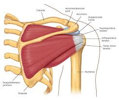 Parts of the shoulder joint. Skeletal Series Part 6 The Human Shoulder These Bones Of Mine