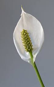 Origin of the nice classification. Wikipedia Featured Pictures Plants Flowers Wikipedia