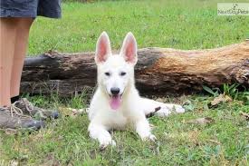 We did not find results for: Wrecker White Shepherd Puppy For Sale Near St Louis Missouri 9dd9d5b9 F381 White Shepherd Shepherd Puppies Puppies