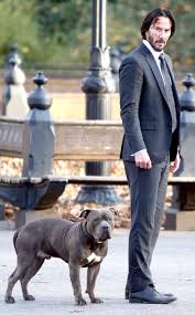 Much more interesting is how they found and trained all these dogs. 80 John Wick Ideas Keanu Reeves John Wick John Wick Keanu Reeves
