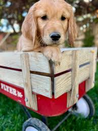 Puppy rehoming in Colorado Springs