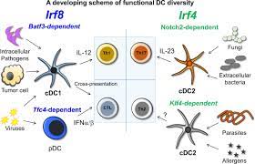 Dendritic Cells In Cancer Immunology Cellular Molecular Immunology