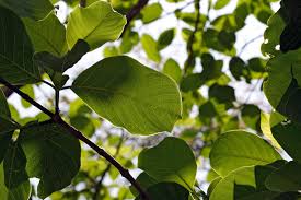 Image result for Hymenodictyon parvifolium