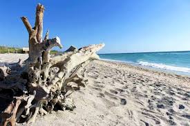 Island beach state park pass 2021. Florida Barrier Islands Explore Less Visited Gems Such As Stump Pass Beach State Park Waterway Guide News Update
