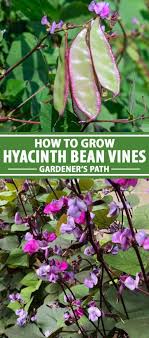 We did not find results for: How To Grow Hyacinth Bean Vines Gardener S Path