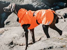 The Best Snow Jackets For Dogs Business Insider Business