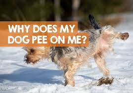 Why Does My Dog Pee On Me Sudden Get Home When Excited