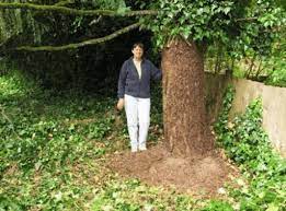 Growing a good, thick, long turf will help prevent ground. Ivy Removal In A Home Landscape Osu Extension Service