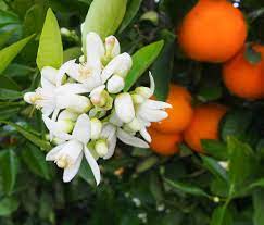 Perfect for small spaces, ilex verticillata little goblin® orange (winterberry) is a dwarf shrub with excellent year round interest. Orange Tree Flowers Top Facts