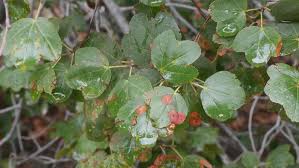 Image result for Pancovia holtzii