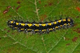 Yellow, black and white is one of the biggest independent studios based in russia focusing on the production of movies and tv programs. Uk Moths Nine Of The Most Colourful And Distinctive Natural History Museum