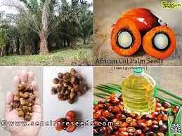 Image result for Elaeis