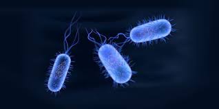 A microbial biorealm page on the genus salmonella typhi. Enteric Fever Typhoid Fever