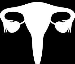 1 8 weibliche geschlechtsorgane ovar, katze, he corpus luteum menstruationis, he. Die Weiblichen Geschlechtsorgane Pdf Kostenfreier Download