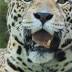 Elderly jaguar at ZooMiamieuthanized due to poor health